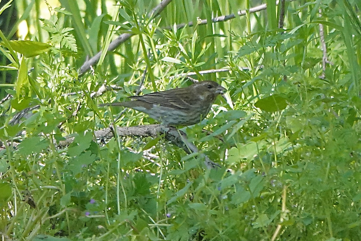 Purple Finch - ML556742371