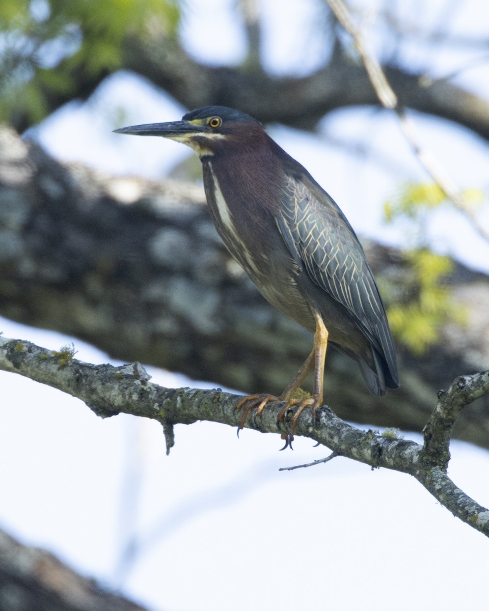 Green Heron - ML556742481