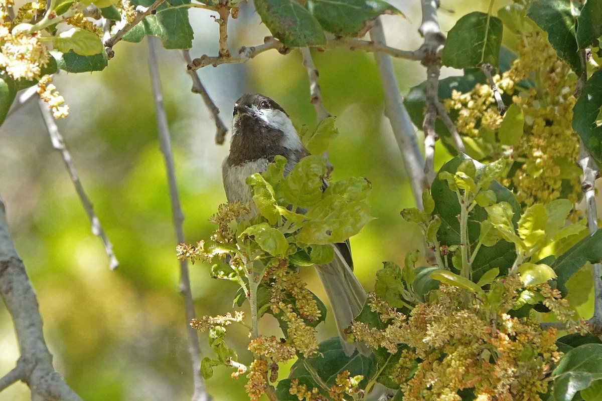 Mésange à dos marron - ML556742651