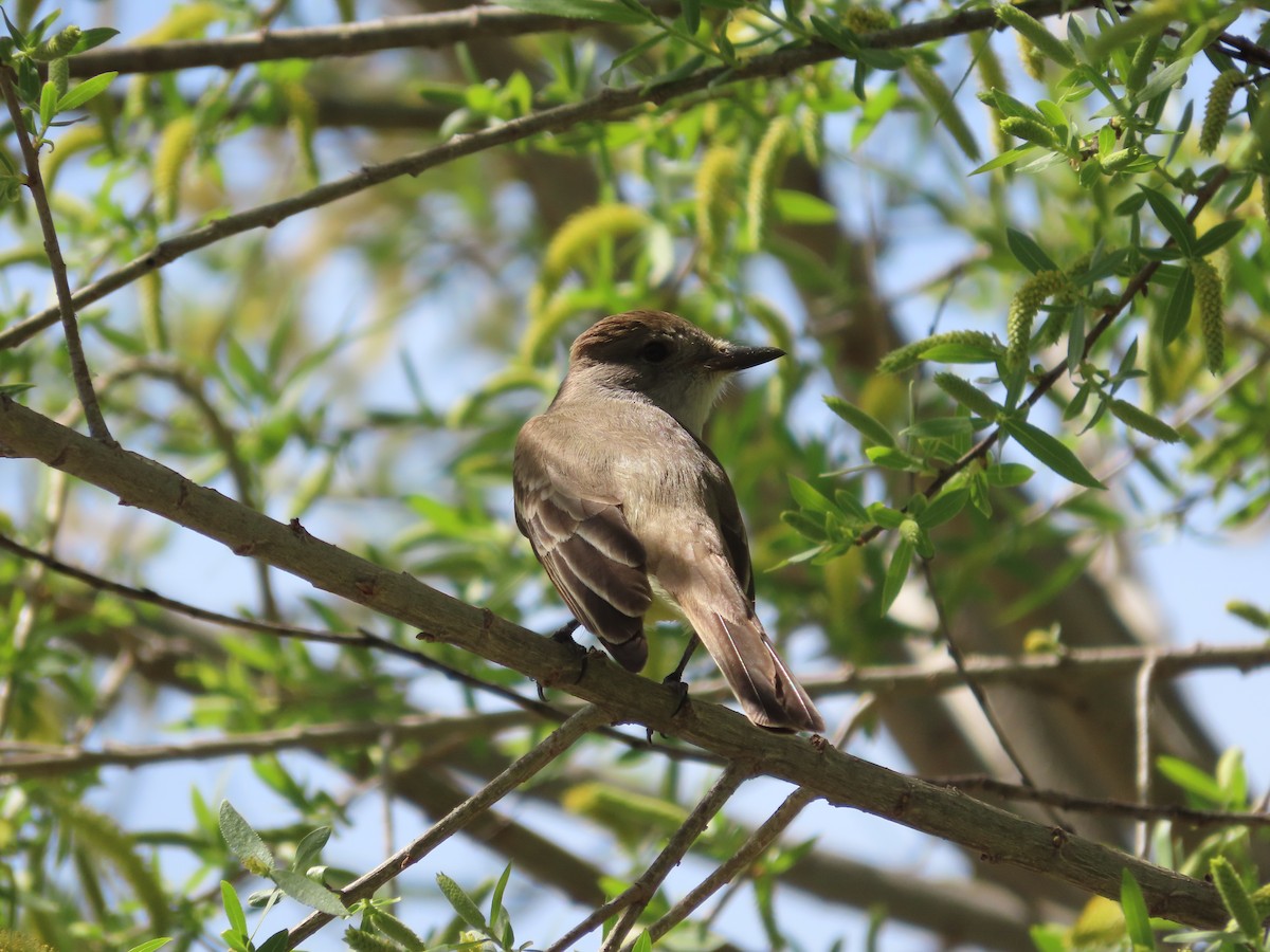 Brown-crested Flycatcher - ML556743431