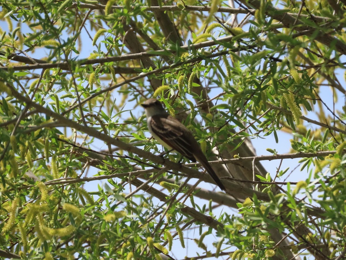 Brown-crested Flycatcher - ML556743511