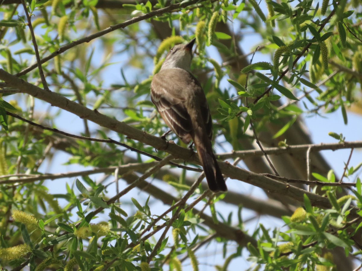 Brown-crested Flycatcher - ML556743561