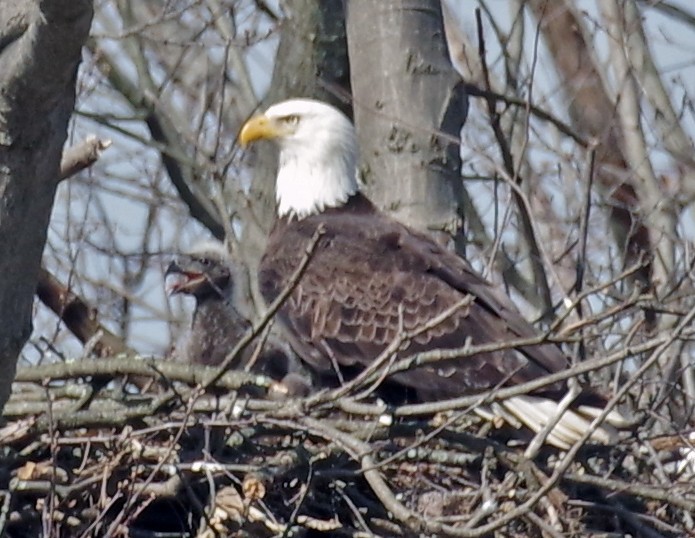 Weißkopf-Seeadler - ML556743851