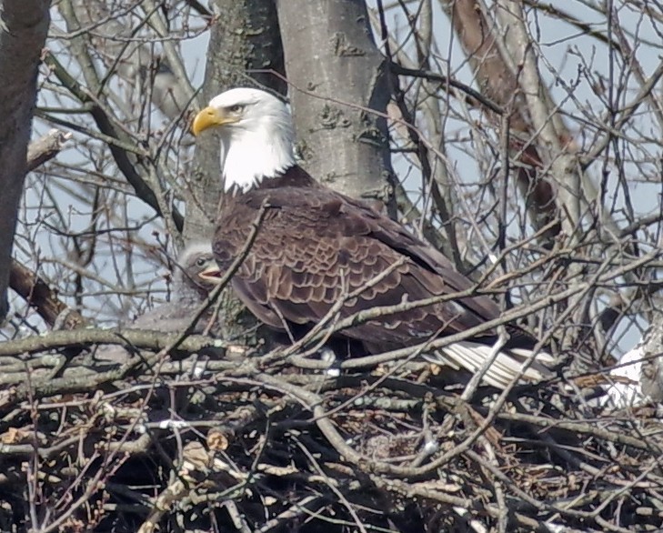 Weißkopf-Seeadler - ML556743861