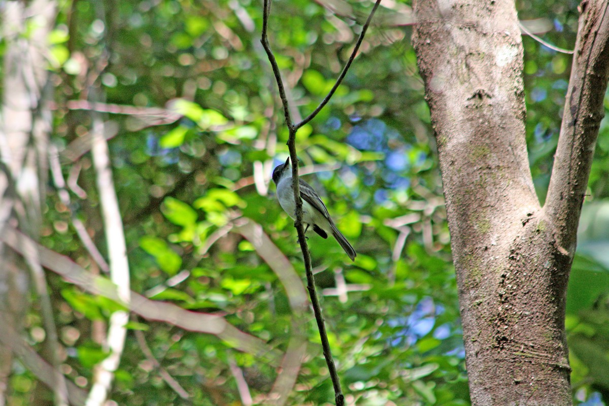 La Sagra's Flycatcher - ML556744161