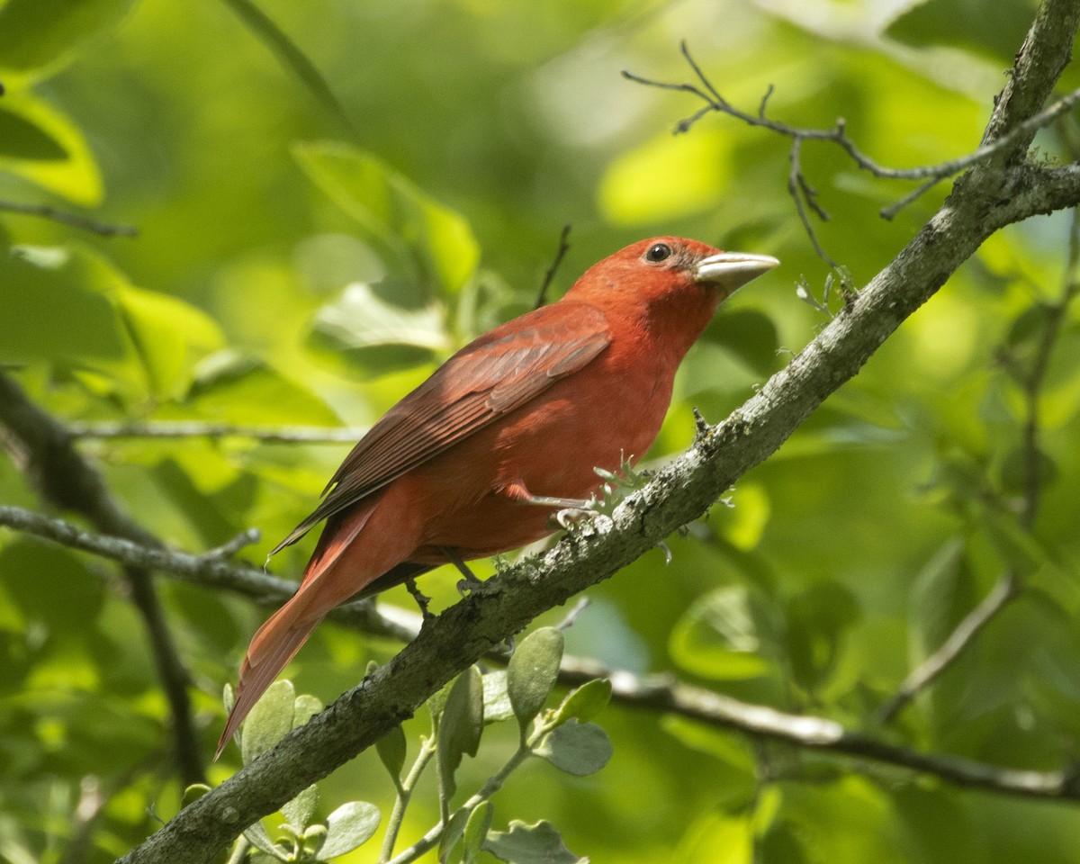 Summer Tanager - ML556744361