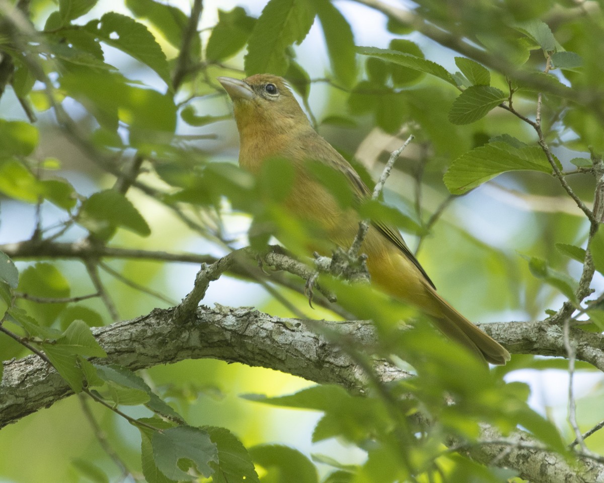 Summer Tanager - ML556744371