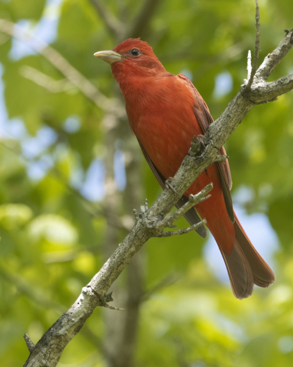 Summer Tanager - ML556744381
