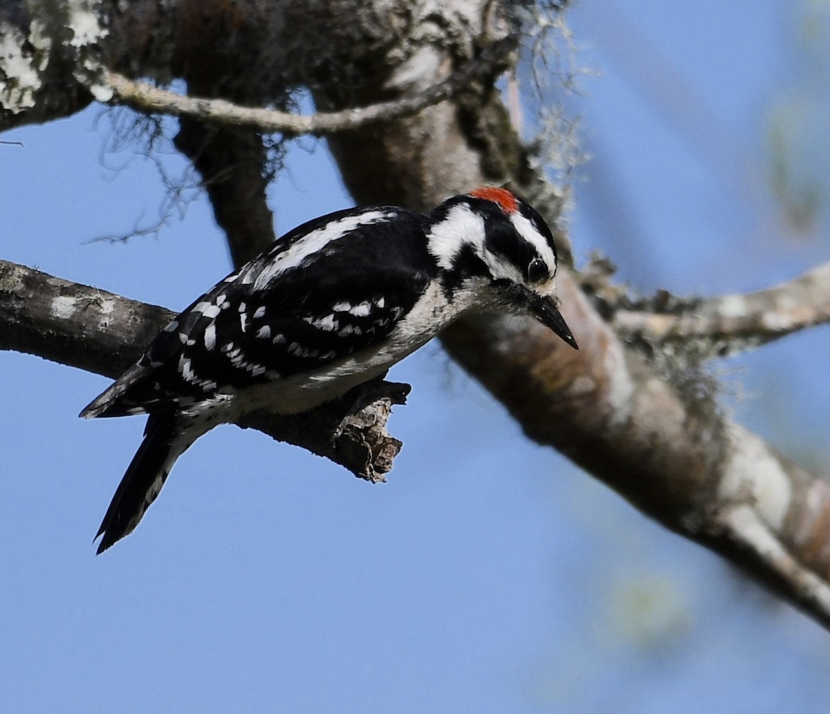 Downy Woodpecker - ML556744401