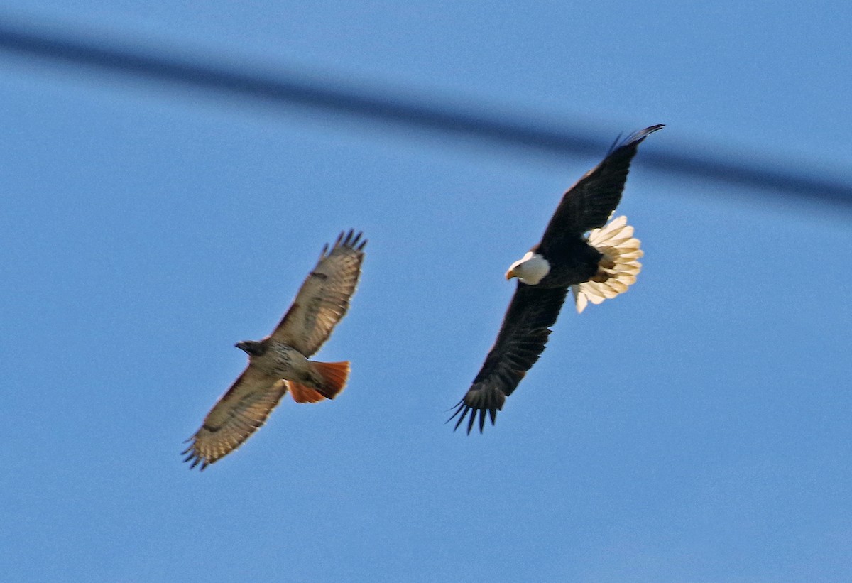 Red-tailed Hawk - ML556744551