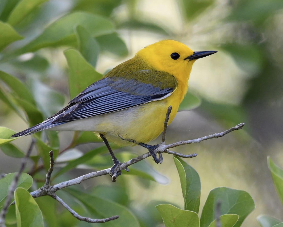 Prothonotary Warbler - ML556744591