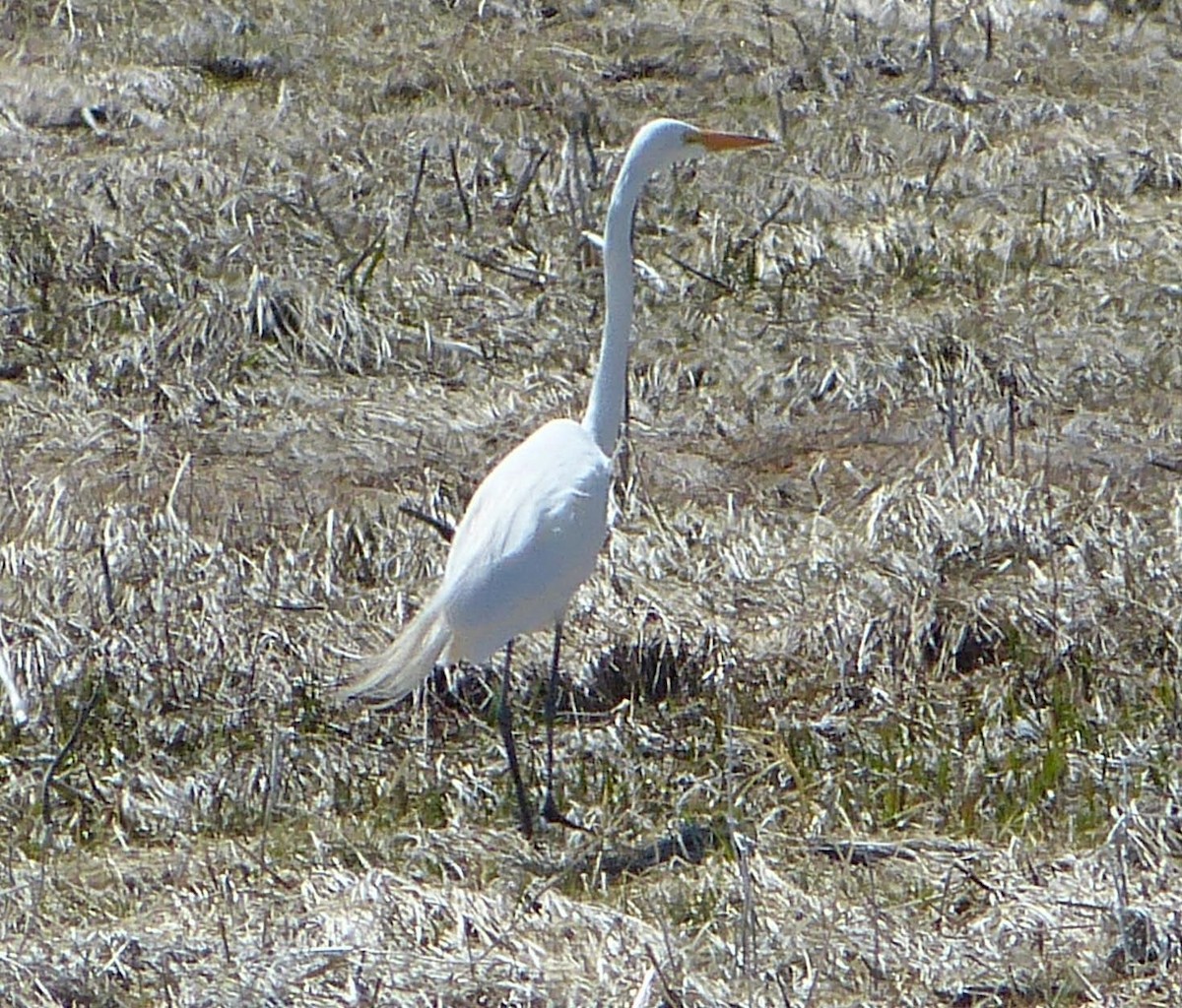 Great Egret - ML55674521