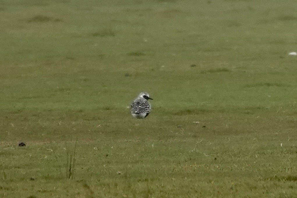 Black-bellied Plover - ML556745331