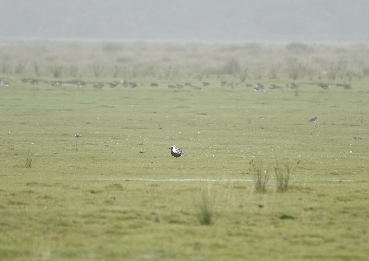 Black-bellied Plover - Bernardita Muñoz Palma