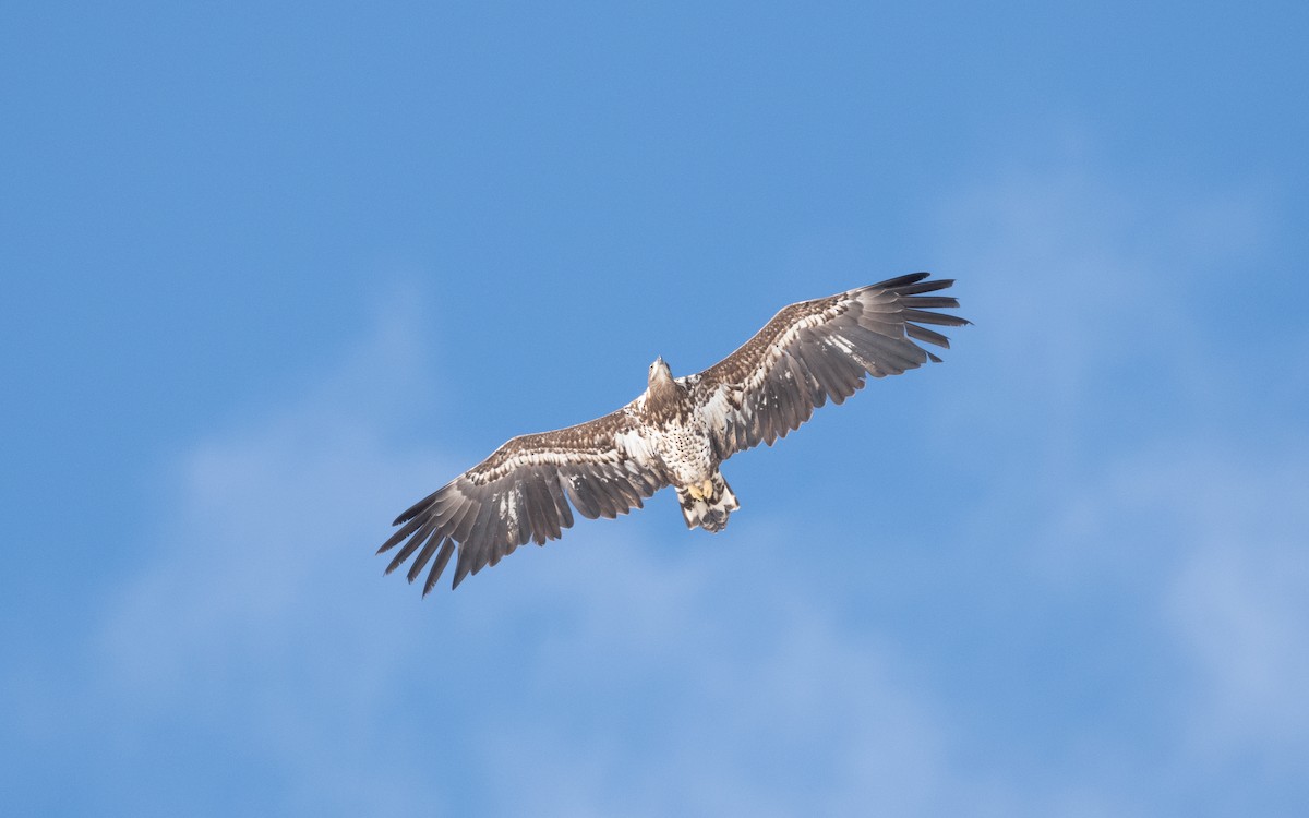 White-tailed Eagle - ML556746721