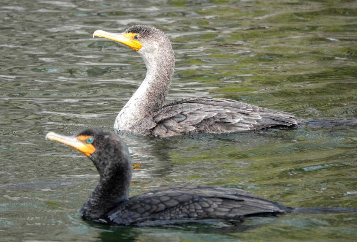 Double-crested Cormorant - ML556748811