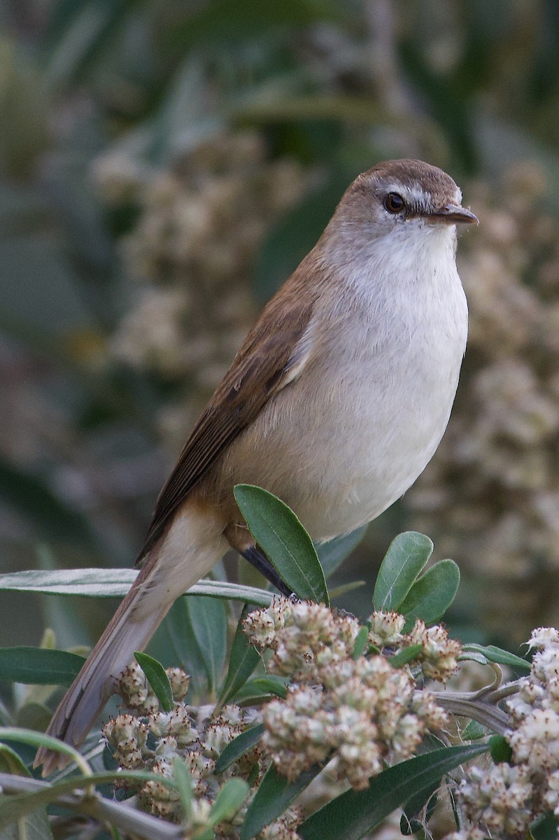 Lesser Swamp Warbler - Steve Bell