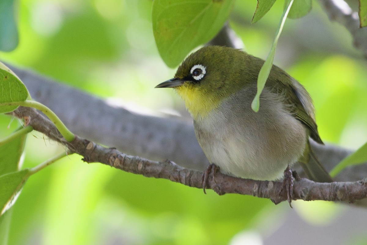 Cape White-eye - Steve Bell