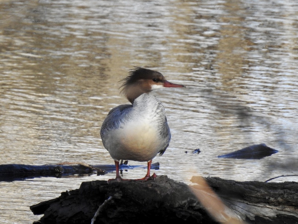 Common Merganser - ML556750021