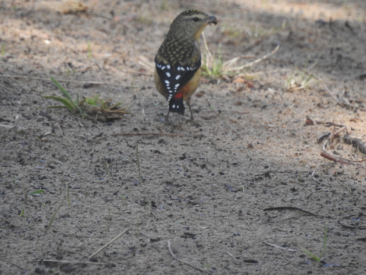 Spotted Pardalote - ML556750391