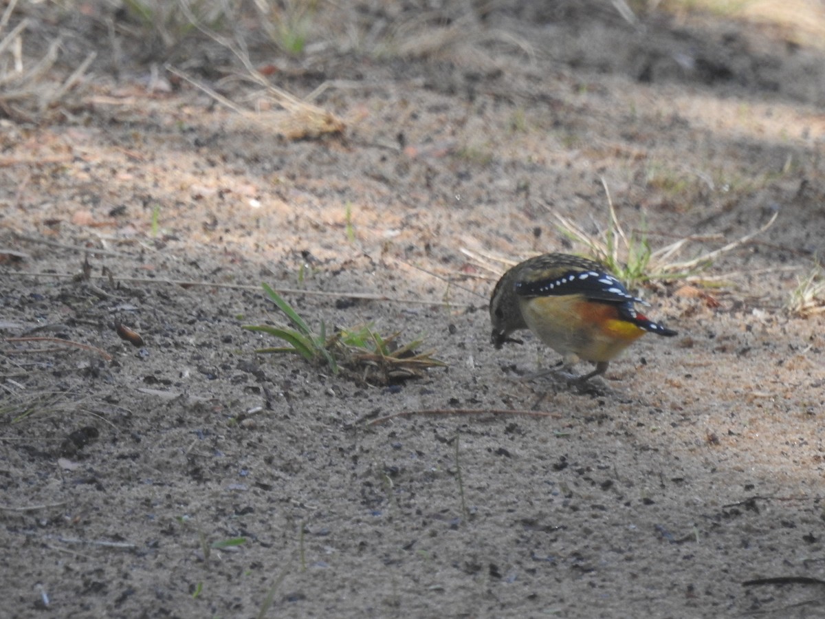 Spotted Pardalote - ML556750431
