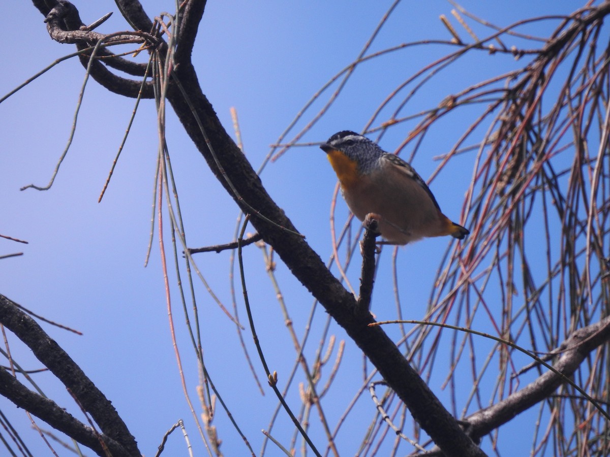Spotted Pardalote - ML556750911