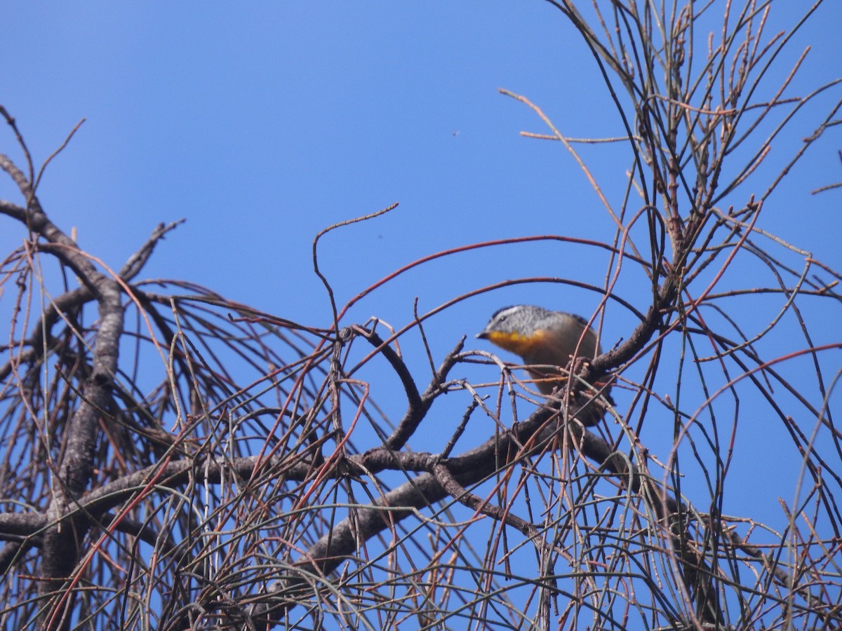 Spotted Pardalote - ML556751101