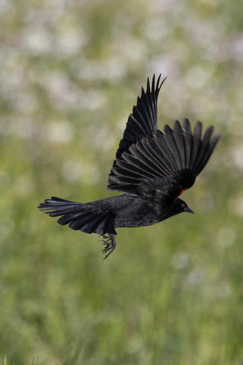 Red-winged Blackbird - ML556751411