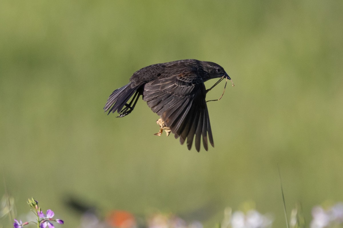 Red-winged Blackbird - Loni Ye