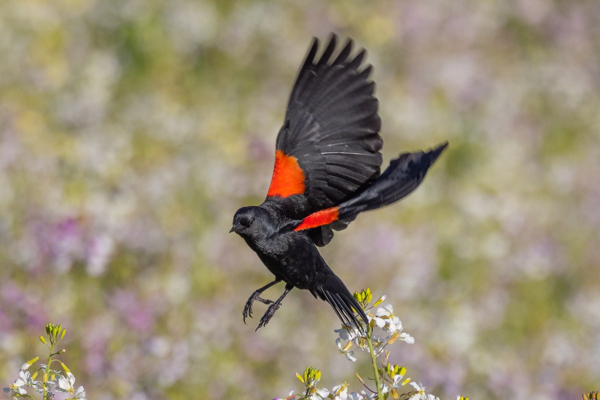 Red-winged Blackbird - ML556751481
