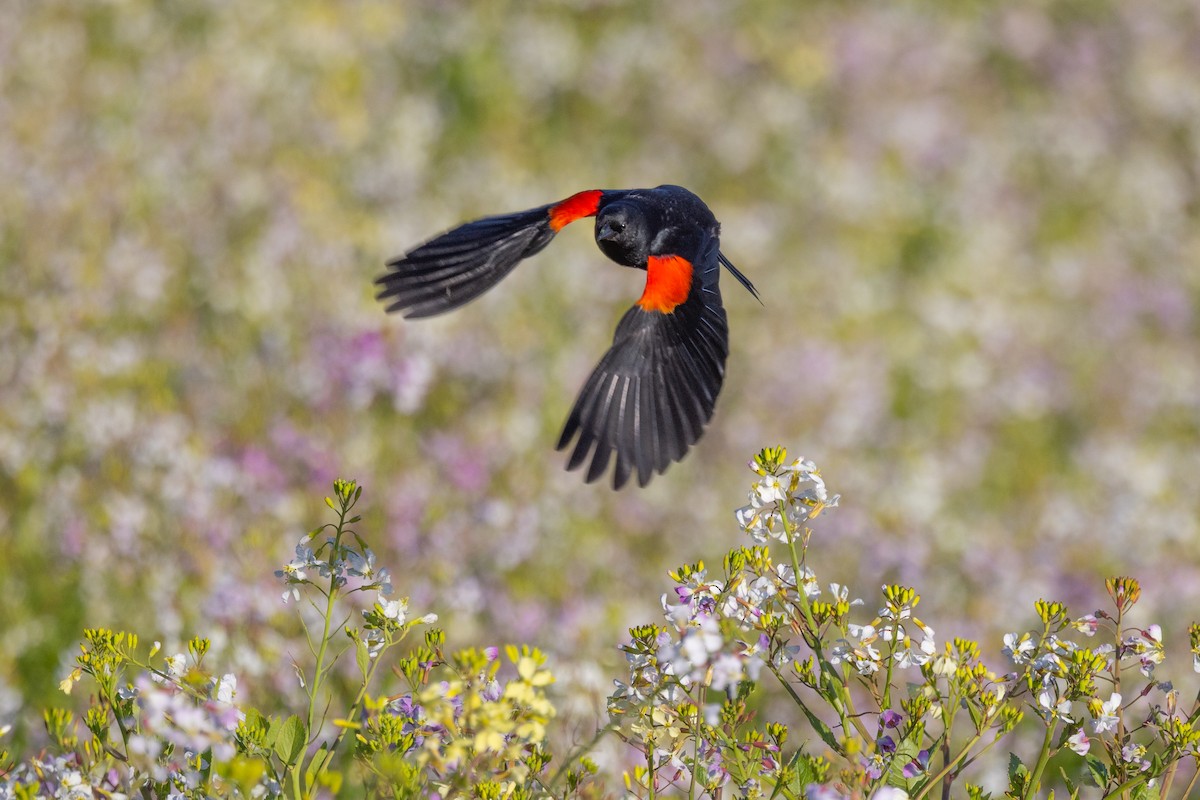 Red-winged Blackbird - ML556751491