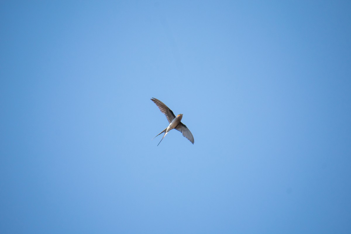 Crested Treeswift - ML556751571