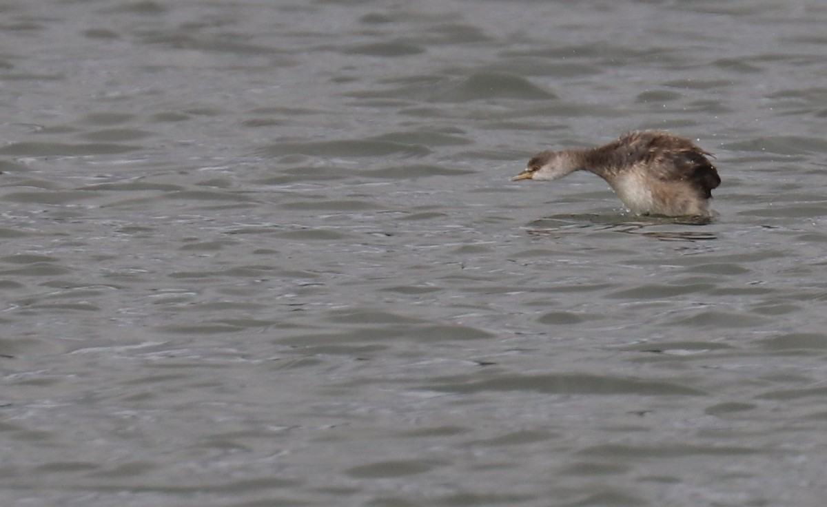 Australasian Grebe - ML556753631