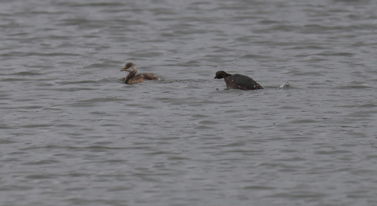 Australasian Grebe - ML556753641