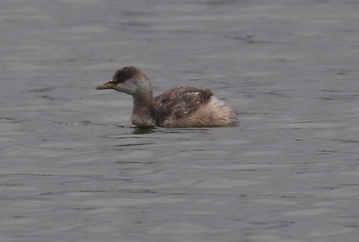 Australasian Grebe - ML556753811