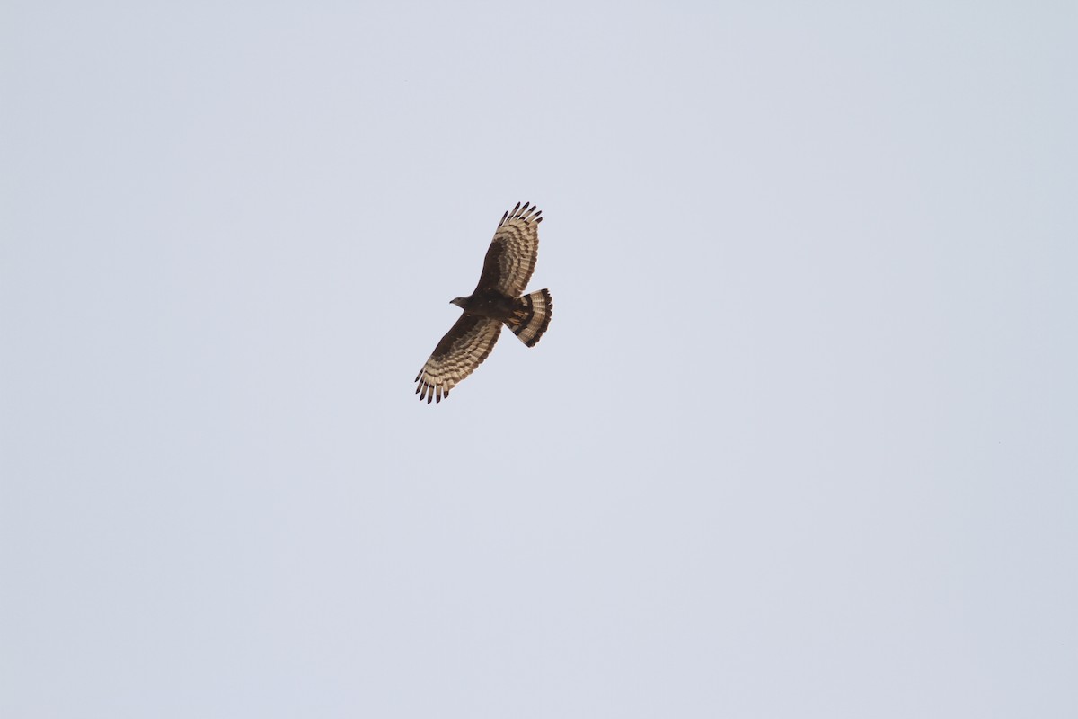 Oriental Honey-buzzard - Paul Doniol-valcroze