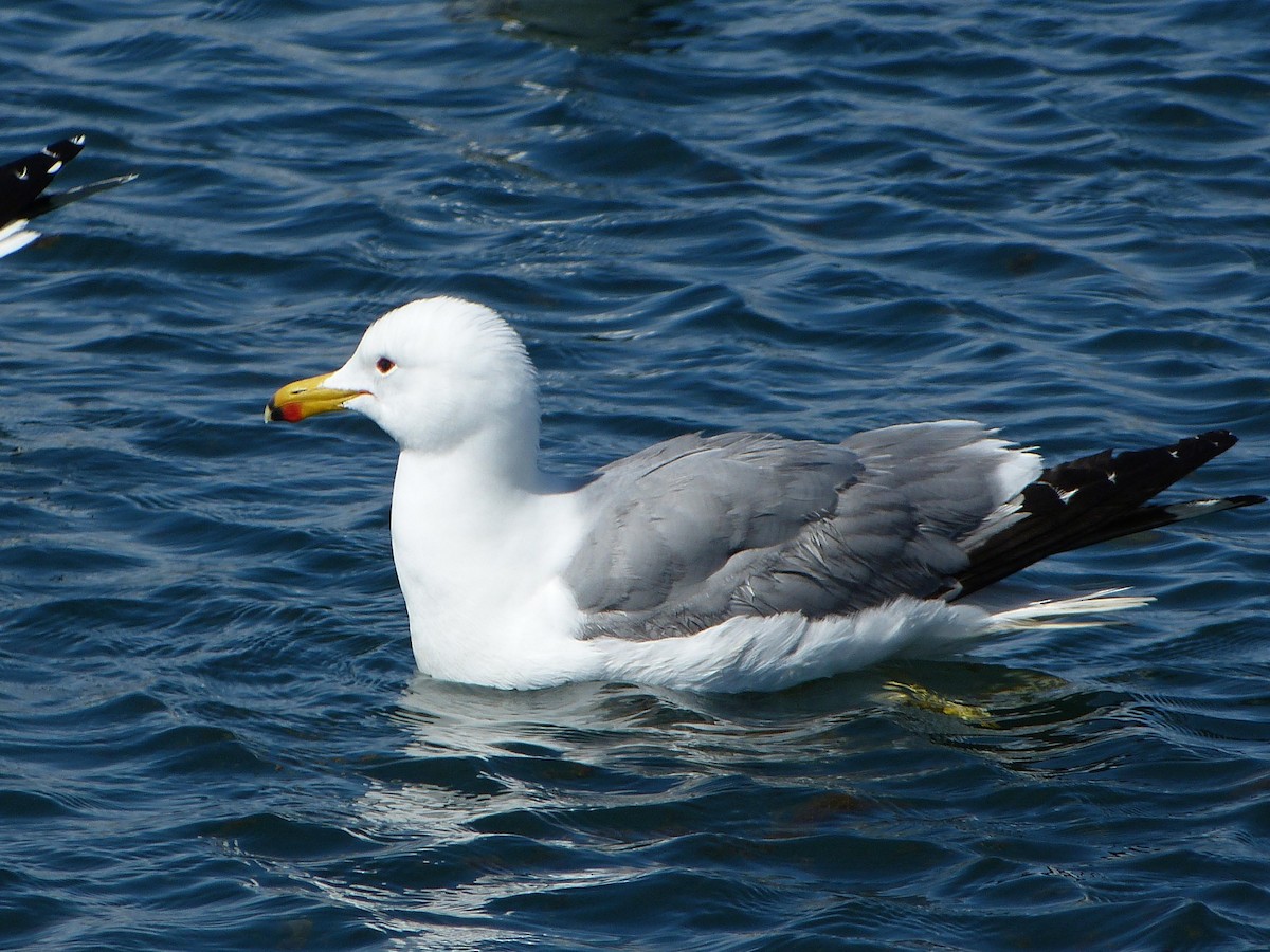 California Gull - ML55675571