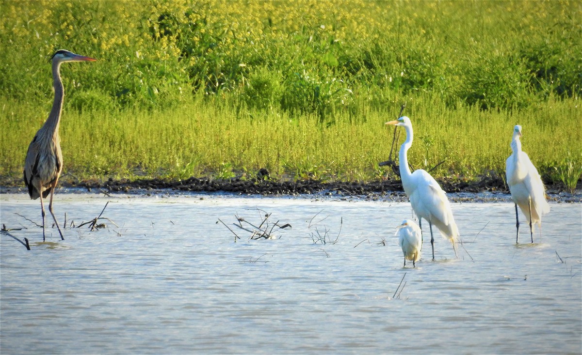 Snowy Egret - ML556756051