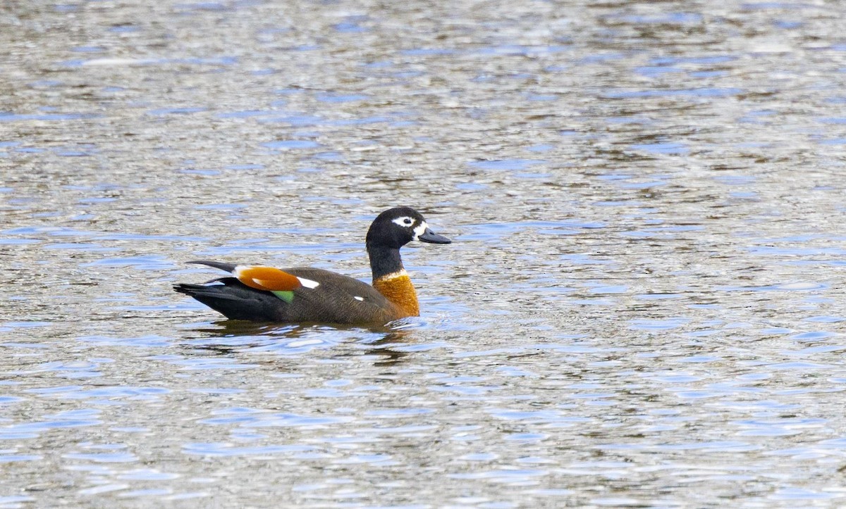 Australian Shelduck - ML556756361