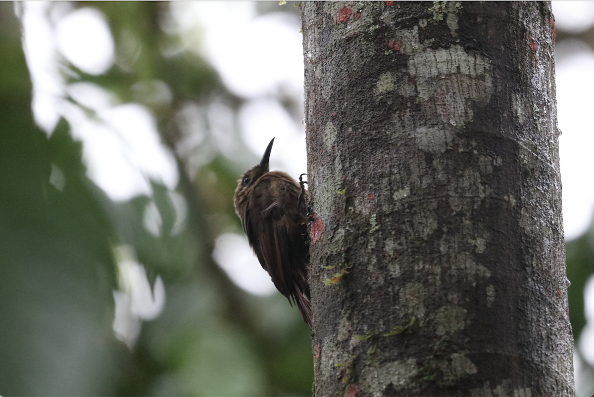 Plain-brown Woodcreeper - ML556756671