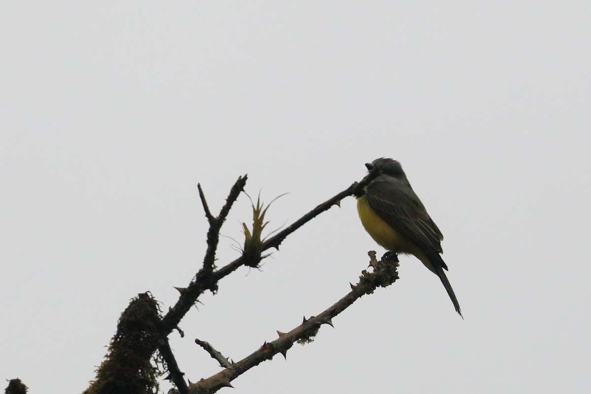 Tropical Kingbird - ML556756801