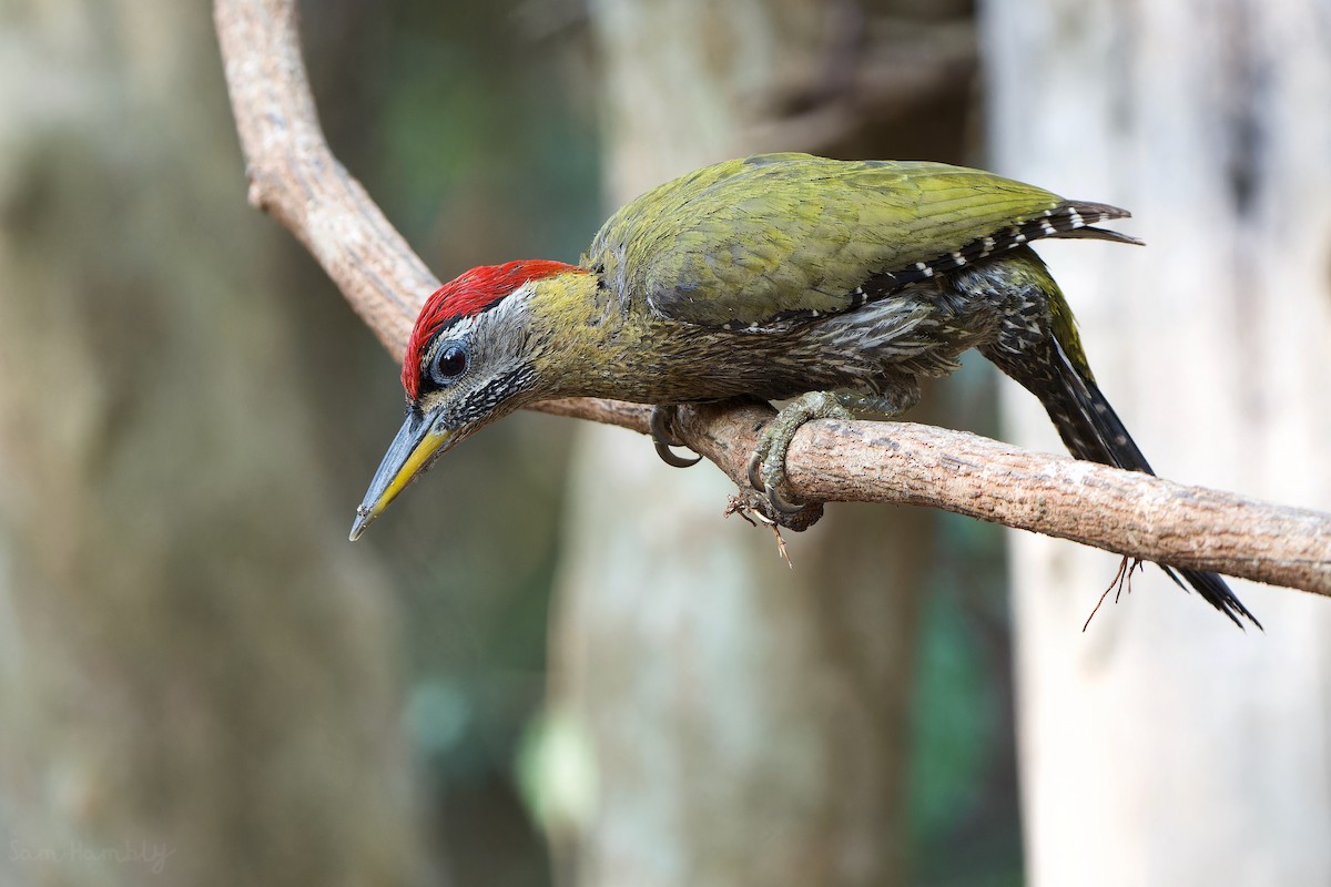 Streak-breasted Woodpecker - ML556757431