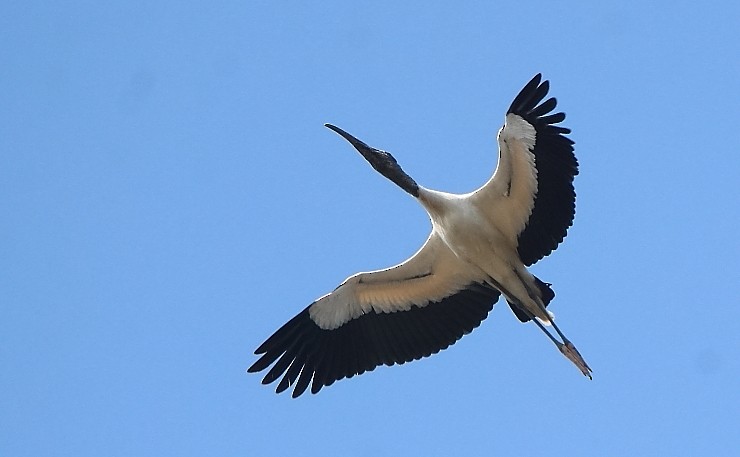 Wood Stork - Paul Lewis