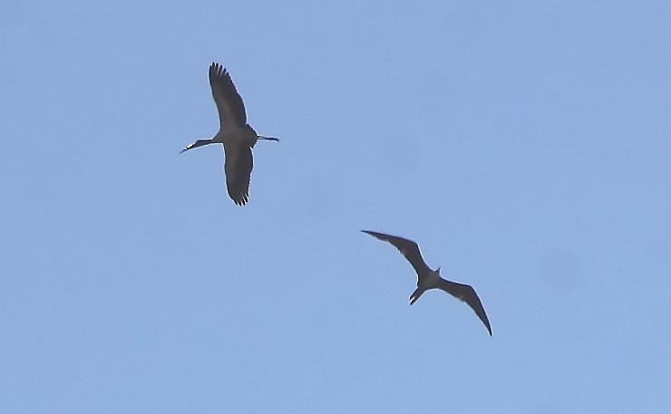 Magnificent Frigatebird - Paul Lewis