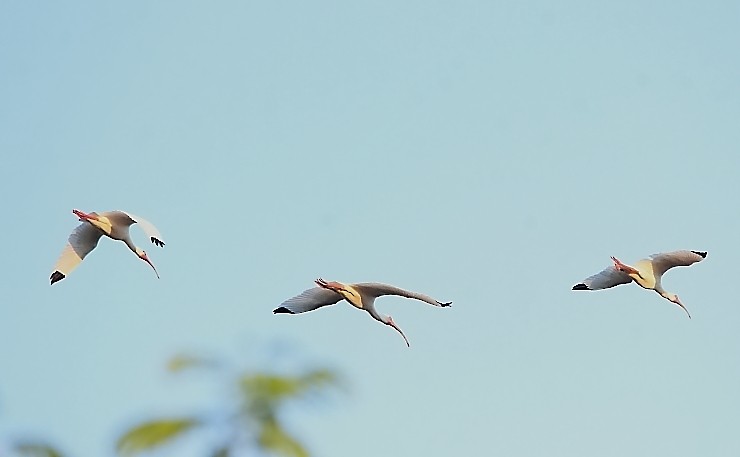 White Ibis - Paul Lewis