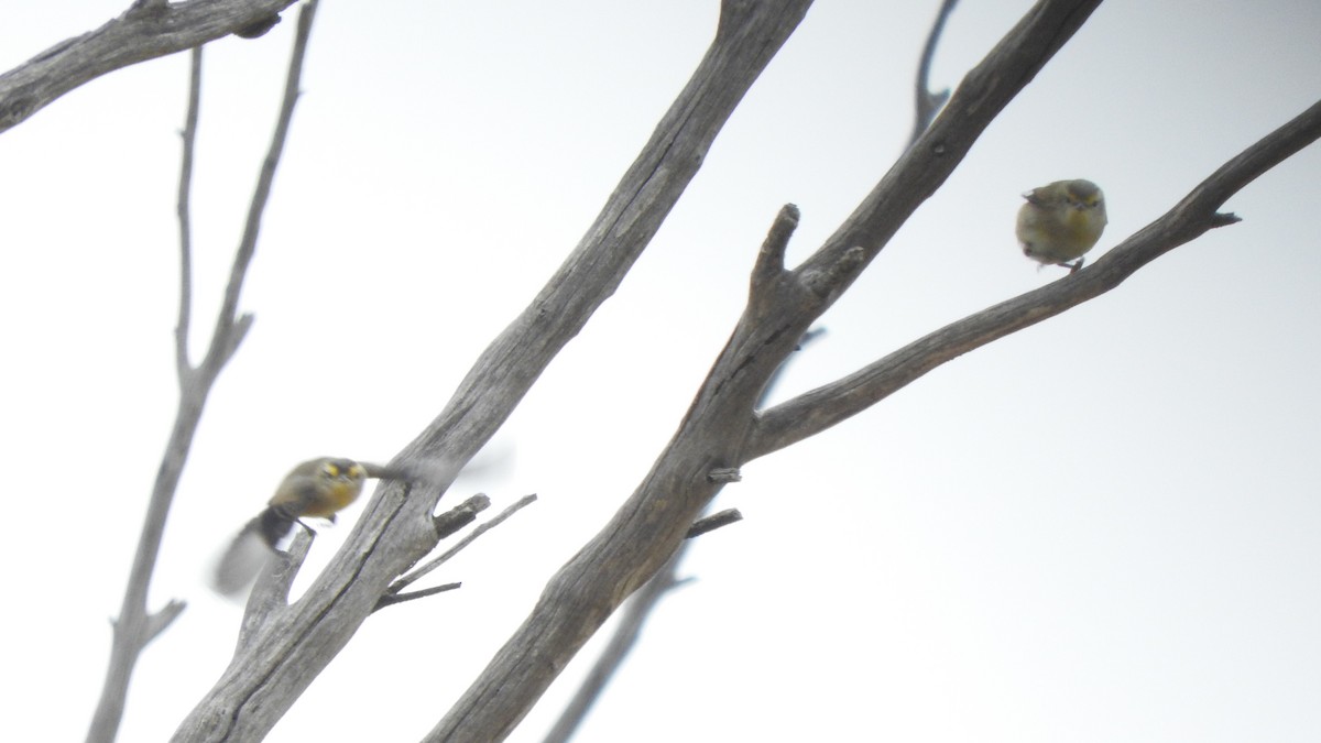 Striated Pardalote - Archer Callaway