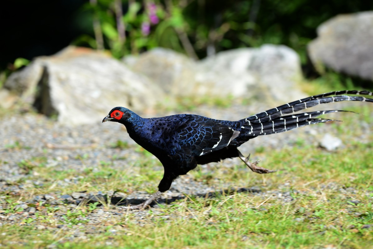 Mikado Pheasant - ML556759901