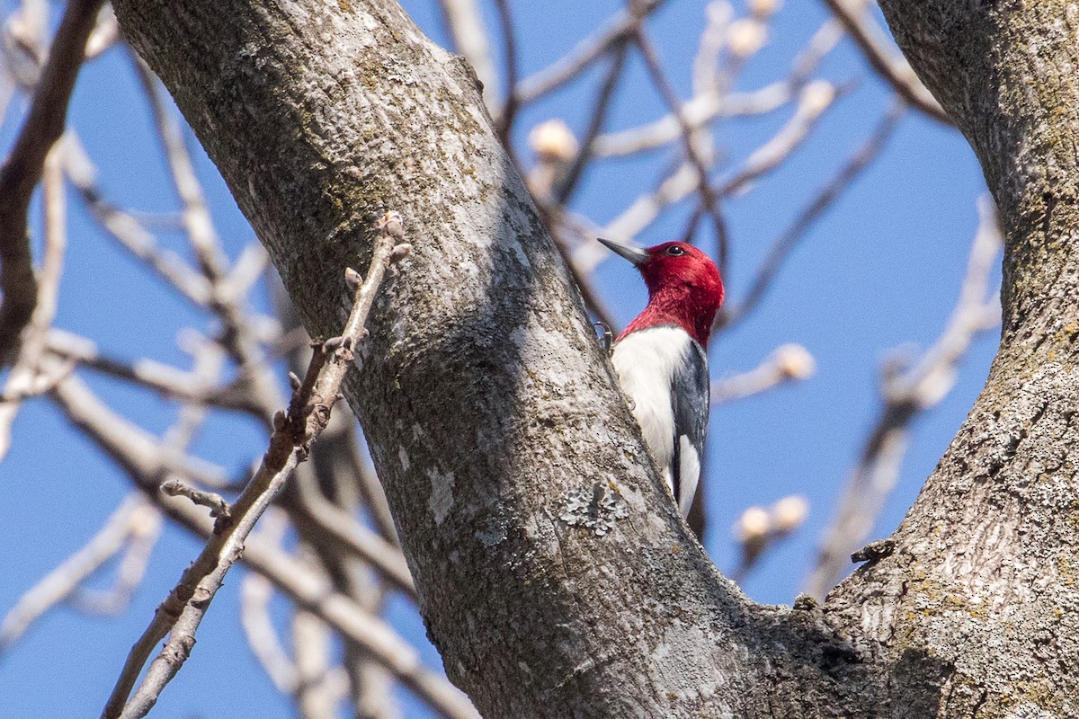 Red-headed Woodpecker - ML556760341