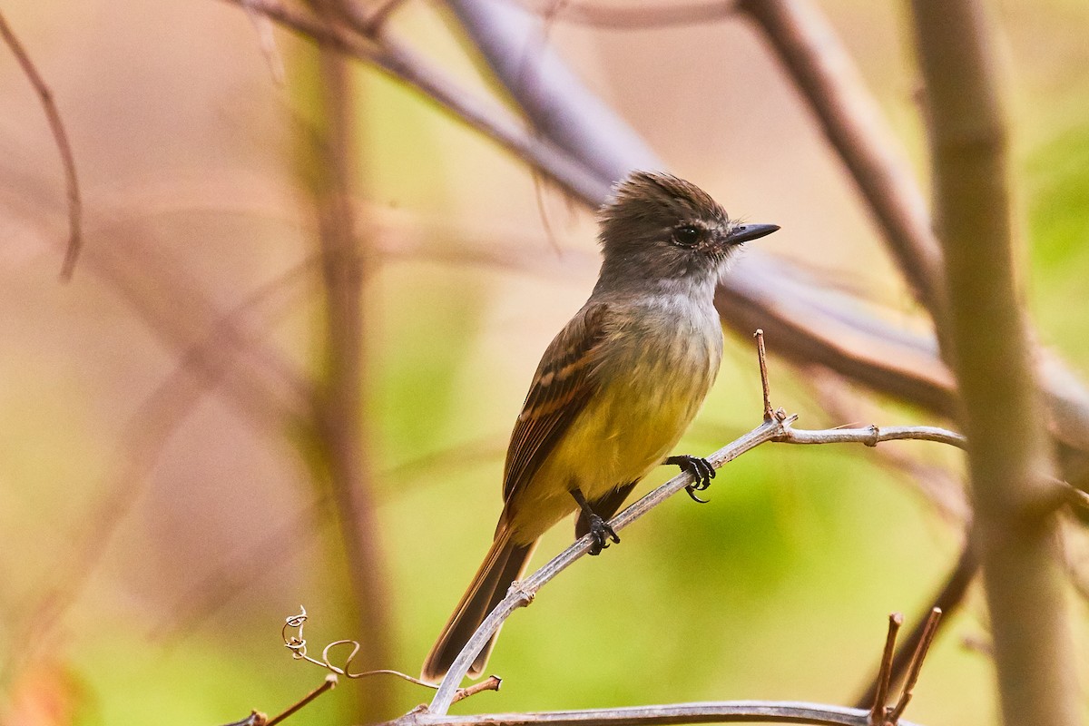 Flammulated Flycatcher - Mark Stackhouse