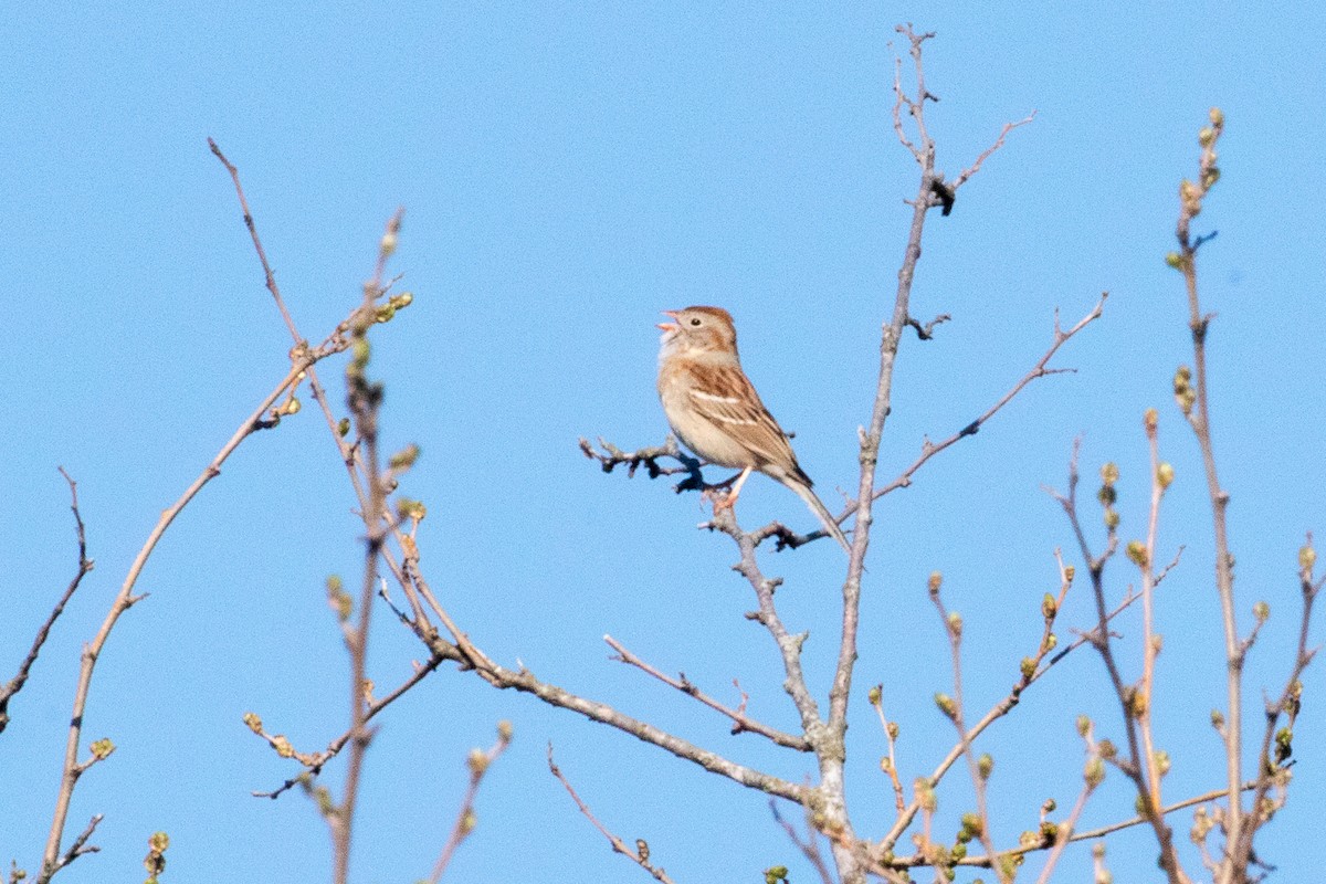 Field Sparrow - ML556761181